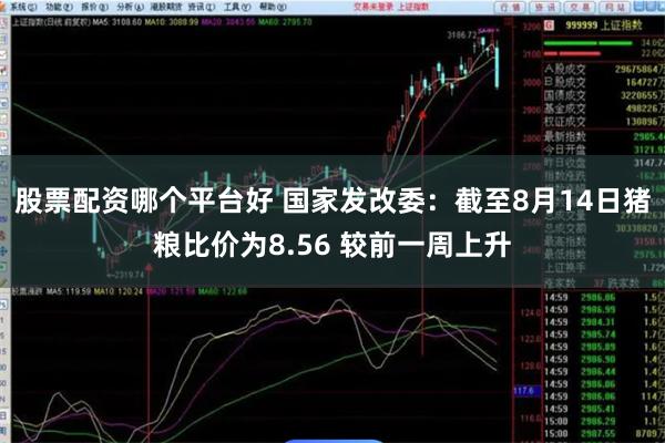 股票配资哪个平台好 国家发改委：截至8月14日猪粮比价为8.56 较前一周上升